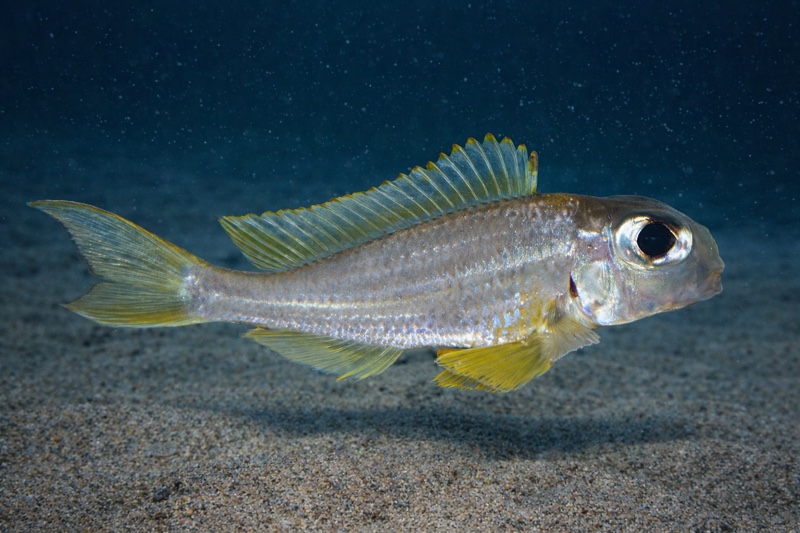 Xenotilapia longispinis